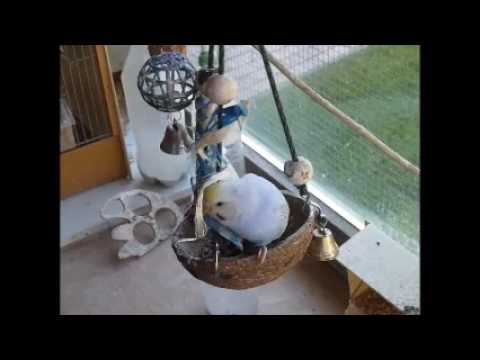 2017 03 11 Rambo vernichtet das Bayrische weißblau von Maxi