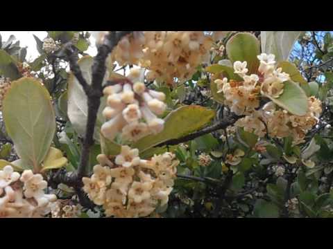 Viburno: Viburnum suspensum