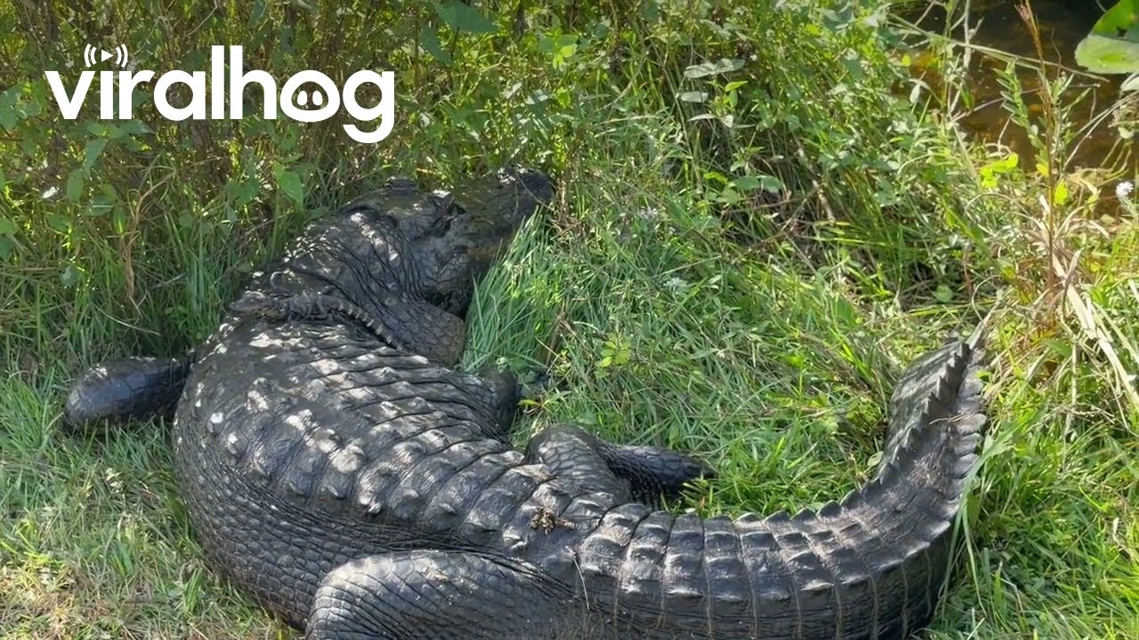 Chirpy Baby Gator Climbs on Mama’s Back || ViralHog