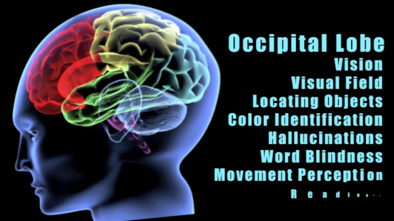 Effects of damage to different lobes of the brain