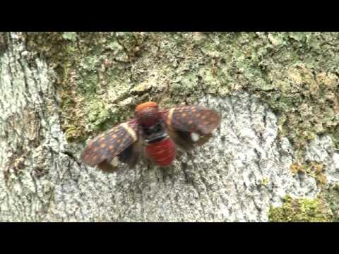 ビワハゴロモの威嚇姿勢