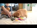 Pomeranian dogs for sale: Remy - Video 1