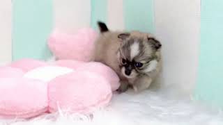 ハーフ犬の動画01