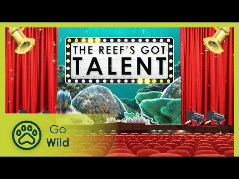 The Reef’s Got Talent - Barneys Barrier Reef 15/20 - Go Wild