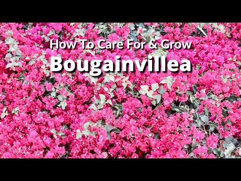 , title : 'How To Care For and Grow Bougainvillea A Flowering Machine / Joy Us Garden'