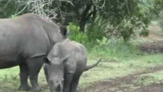 preview picture of video 'Game Rides at Zulu Nyala Lodge'