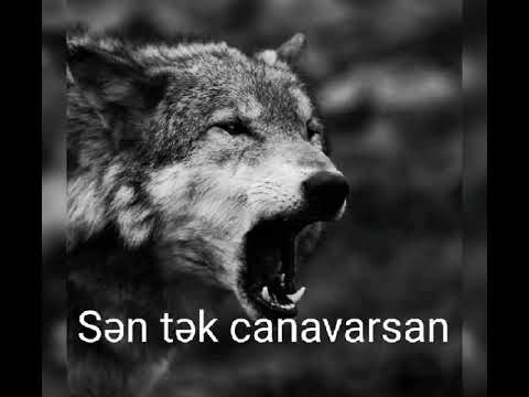 Anar Nagılbaz-qaçış(Sen tek canavarsan)