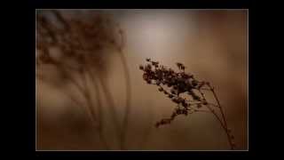 CEMETERY OF SCREAM - Golden Lullabay