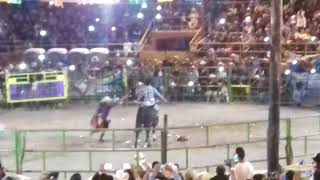 Gallito de Morelia vs cazador de sombras