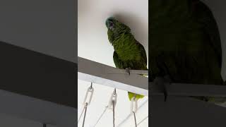 Papagaios Falantes - Domingando com Pedro e Pedrita