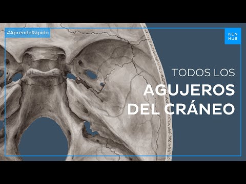 Forámenes del cráneo y sus contenidos - Anatomía Fácil | Kenhub