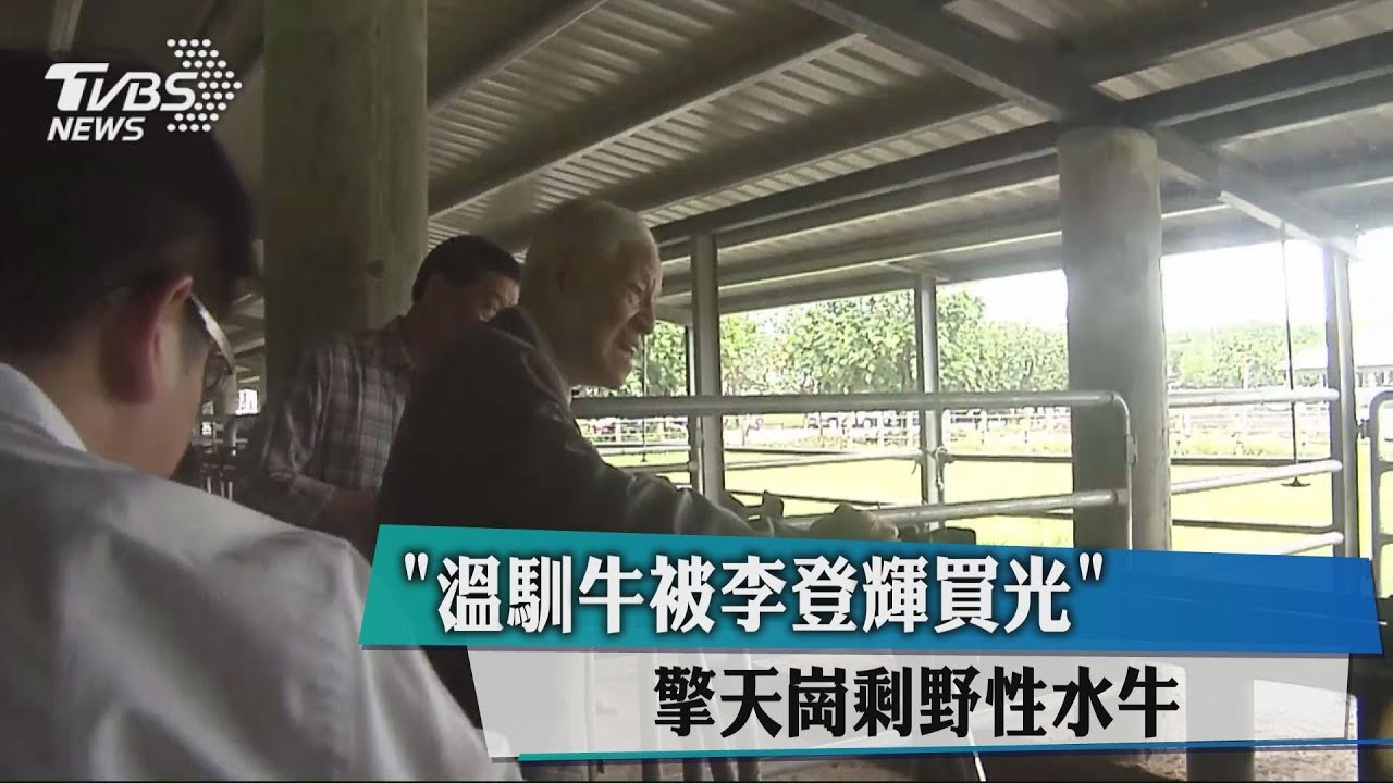 溫馴牛被李登輝買光 擎天崗剩野性水牛