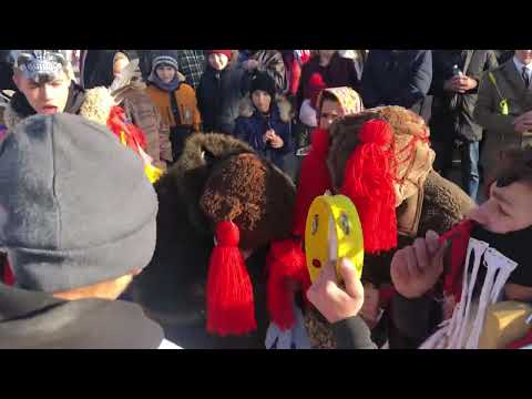 Ursii din Aroneanu 2022