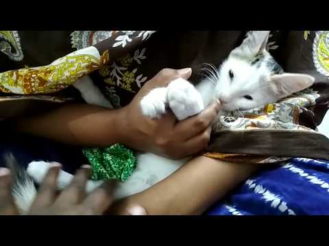 How to Care for a Sick Cat | Cat Improves With Care | Cat Care & Sick Cats.