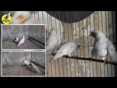 Adeeba birds farm & pets