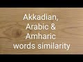 Similarity b/n Akkadian, Arabic & Amharic Words
