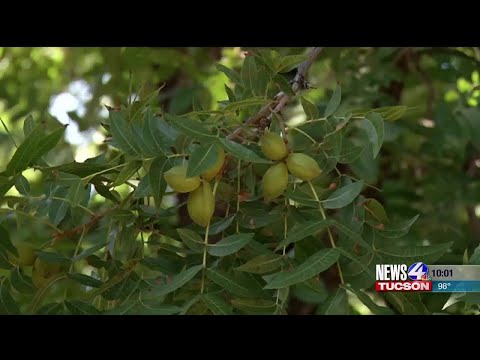 download lagu mp3 mp4 Southern Pecans For Sale, download lagu Southern Pecans For Sale gratis, unduh video klip Southern Pecans For Sale