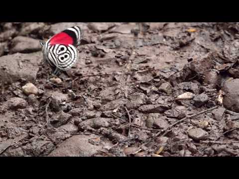 ウラモジタテハの飛翔　Diaethria clymena