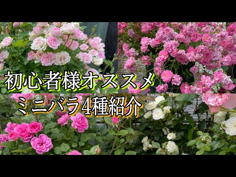 小さな低木のバラ「ザ・フェアリー」 植物