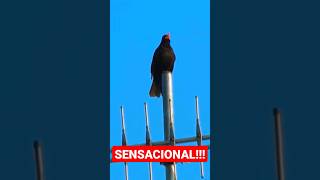 O Canto desse Pássaro é SENSACIONAL 😍 #shorts #cantodepássaros #passaros