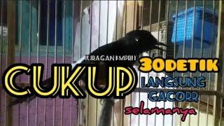 Download lagu Hott.suara murai betina.terapi cukup 30 detik jantan langsung bunyi gacor selamanya.bird song shama. mp3 Download lagu Hott.suara murai betina.terapi cukup 30 detik jantan langsung bunyi gacor selamanya.bird song shama. mp3