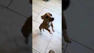 Video preview image #1 Mutt Puppy For Sale in Benton, LA, USA
