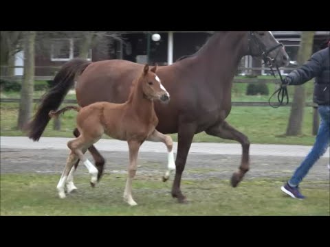 *2021 Stute von Bellany - Governor SOLD!!!