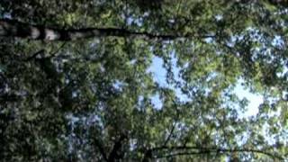 Pelican - Lost in the headlights