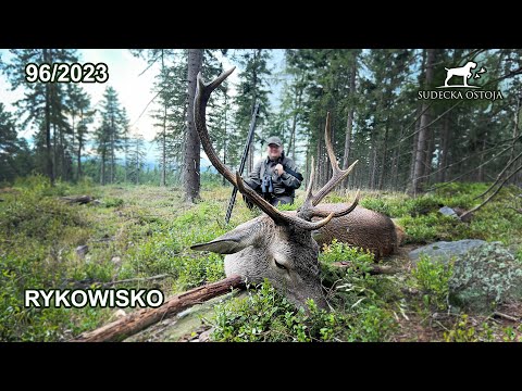 SUDECKA OSTOJA 96/2023 Rykowisko - Myłkus na rozkładzie Deer hirsch Hunting Hunt