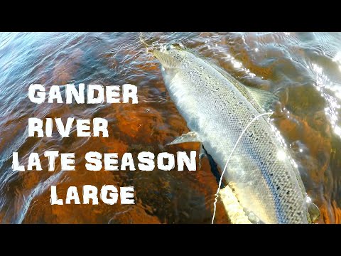 Late Season Large Salmon & Trout on Gander River
