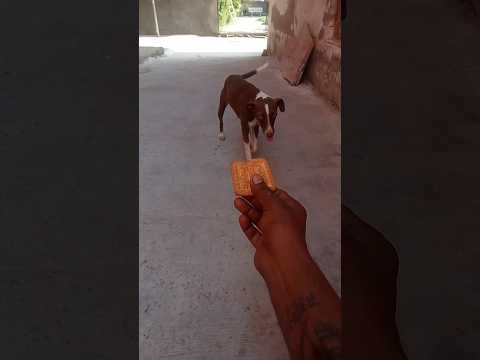 seva bhav ll🚩ll (jai Shree ram) #ram #gaay #dog #animals #seva #sorts #youtubeshorts #shortsfeed