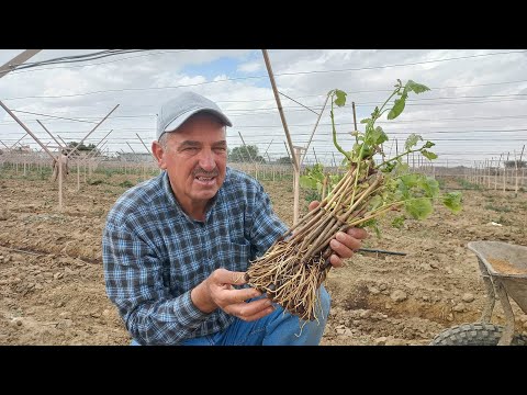 , title : 'الطريقة الصحيحة لزراعة شتلة العنب الطائفي المجذرة بدون تربة بالارض المستدامة 3.Planting Grapes'