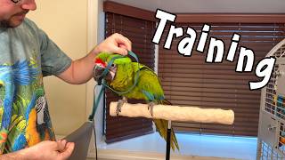 Training a Great Green Macaw