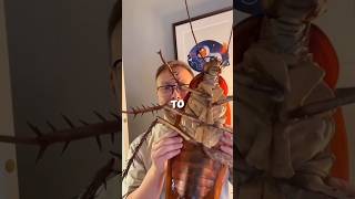 This is the largest cockroach in the whole world. 😱