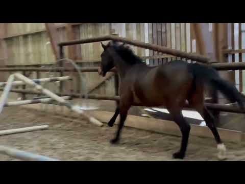 Intero BWP Cavallo da Sangue Belgio In vendita 2020 Baio scuro ,  Elvis Ter Putte