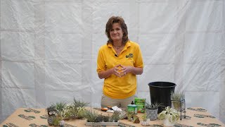 How to Care for Air Plants ENGLISH GARDENS