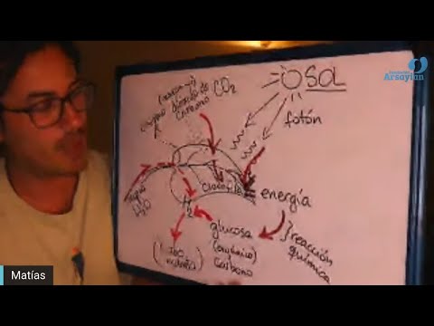 Day 344 - LEAVES - Matias De Stefano - Spanish edition