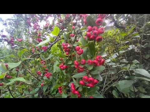 natural fruit♥️♥️♥️♥️♥️