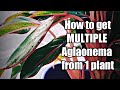 How to get multiple Chinese Evergreen-Aglaonema from 1 plant