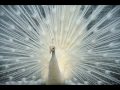 Eels - I Like Birds