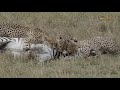 Tano Bora Cheetahs Kills A Zebra Wild Extracts