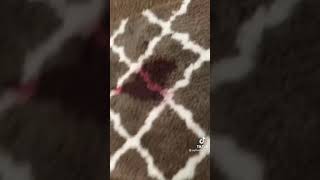 You got red juice on your carpet? Try this... tiktok jaythecleaner1 #shorts