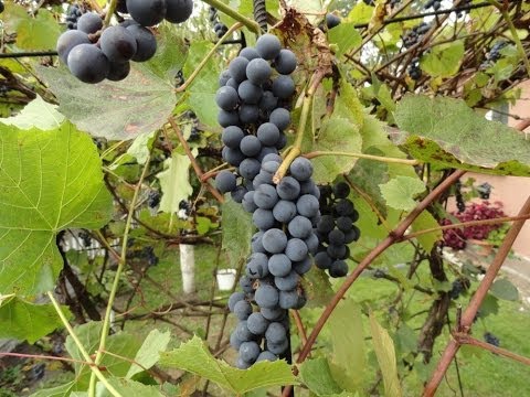 How to make wine from grapes - step by step
