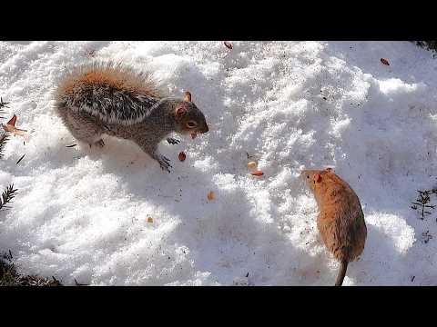 When an alpha squirrel meets an alpha rat