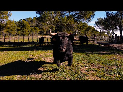 💥 EL TORO QUE SE ARRANCÓ AL DRON 💥