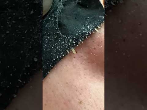 自分だけのチェリーリキュールを作る: これが仕組みです 植物