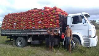 preview picture of video 'cargas de cebola de Tavares Equipe do Jacaré'