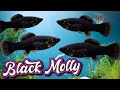 Black Molly Fish: Tips for a Successful Aquarium (Poecilia Latipinna)
