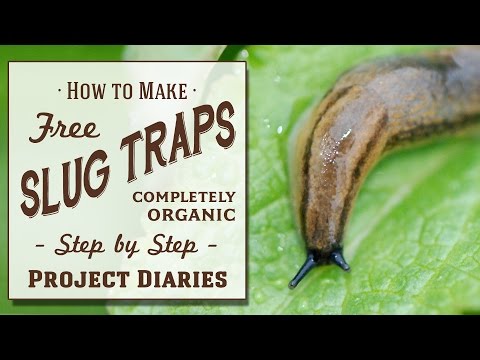 ★ How to: Make Free Slug Traps (A Complete Step by Step Guide)