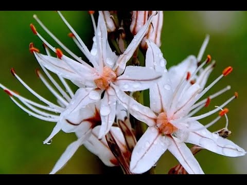 Paolo Spannox  - ECCOCI QUI (Visual)